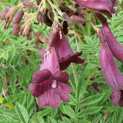 Jacaranda rufa unspecified picture