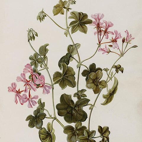 Pelargonium l'hér. unspecified picture