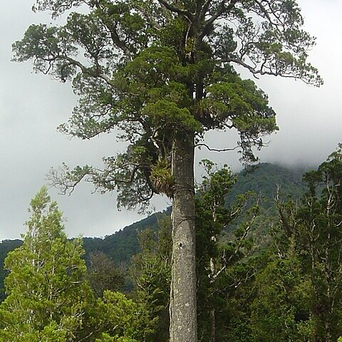 Dacrycarpus dacrydioides unspecified picture