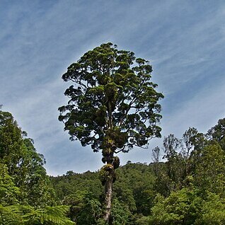 Metrosideros robusta unspecified picture