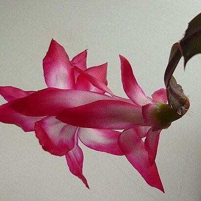 Schlumbergera kautskyi unspecified picture