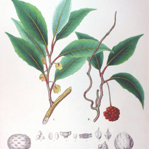 Kadsura japonica unspecified picture