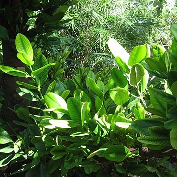 Garcinia spicata unspecified picture