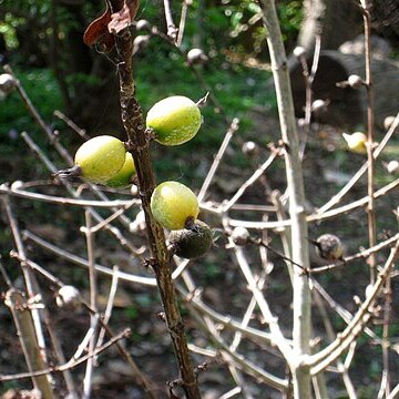 Rosenbergiodendron unspecified picture