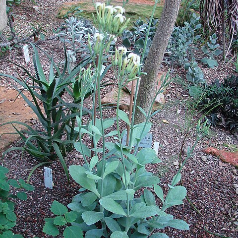 Kalanchoe germanae unspecified picture