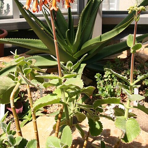 Kalanchoe pubescens unspecified picture