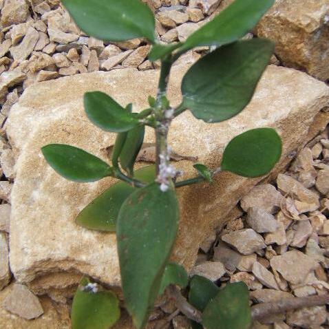 Kalanchoe arborescens unspecified picture