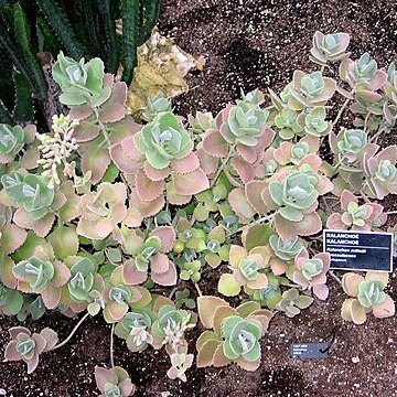 Kalanchoe millotii unspecified picture