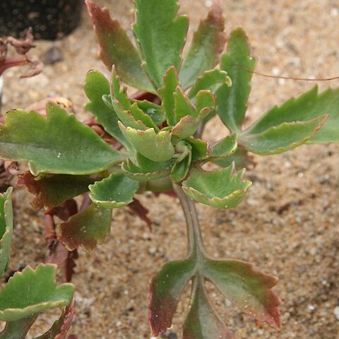 Kalanchoe lobata unspecified picture