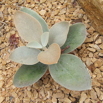 Kalanchoe orgyalis unspecified picture