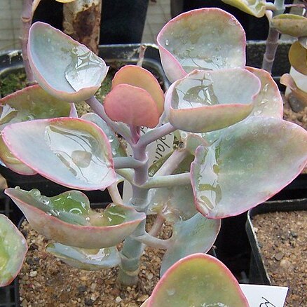 Kalanchoe synsepala unspecified picture