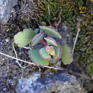 Kalanchoe bergeri unspecified picture