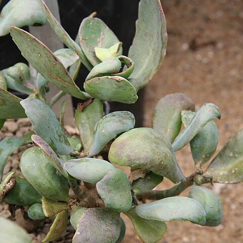 Kalanchoe bentii unspecified picture