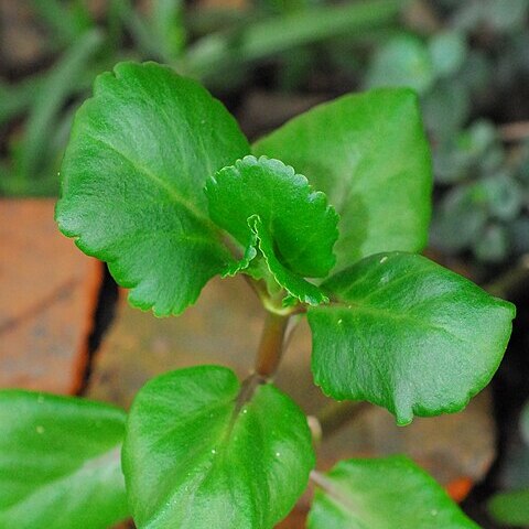 Kalanchoe welwitschii unspecified picture