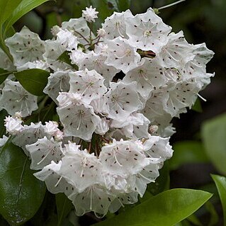 Kalmia unspecified picture