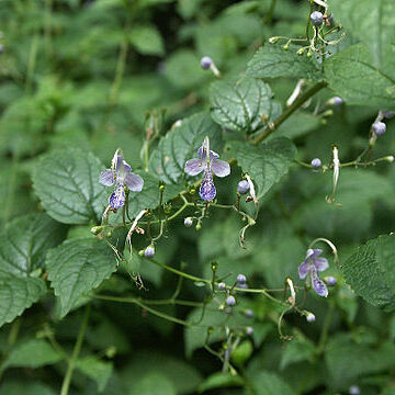 Caryopteris unspecified picture