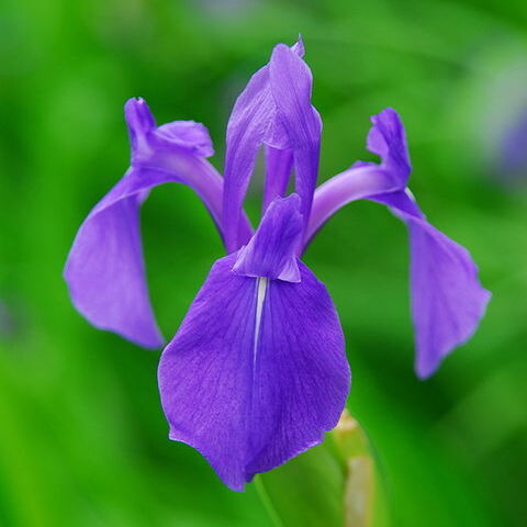 Iris laevigata unspecified picture