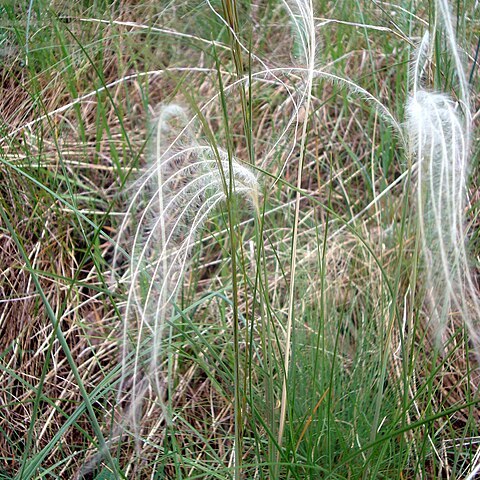 Stipa dasyphylla unspecified picture