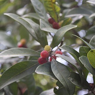 Myrica esculenta unspecified picture