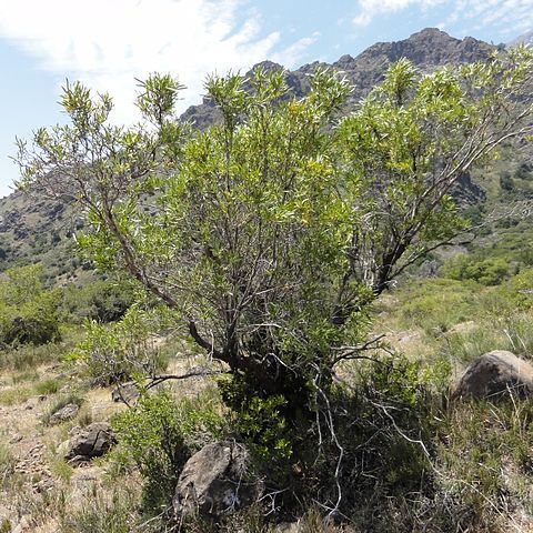 Kageneckia angustifolia unspecified picture