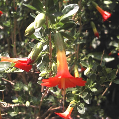 Cantua buxifolia unspecified picture