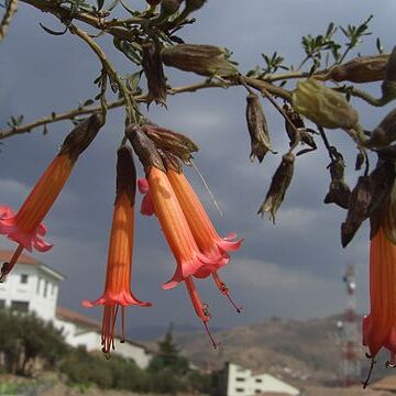 Cantua buxifolia unspecified picture