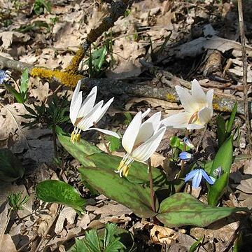 Erythronium caucasicum unspecified picture