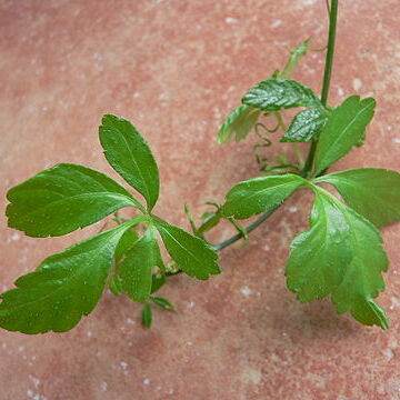 Gynostemma pentaphyllum unspecified picture