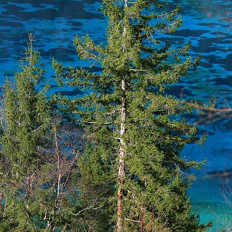 Picea wilsonii unspecified picture