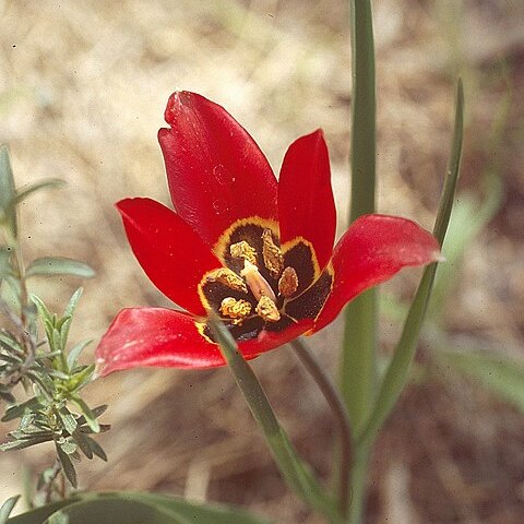 Tulipa armena unspecified picture