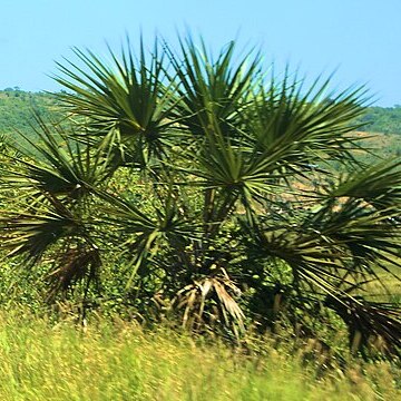 Hyphaene guineensis unspecified picture