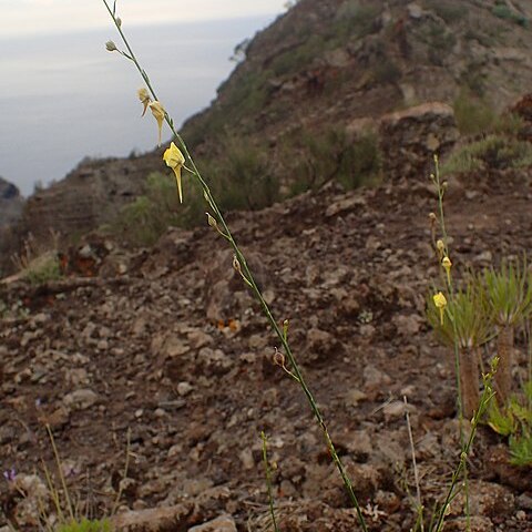 Nanorrhinum scoparium unspecified picture