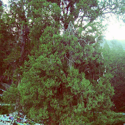 Cupressus gigantea unspecified picture