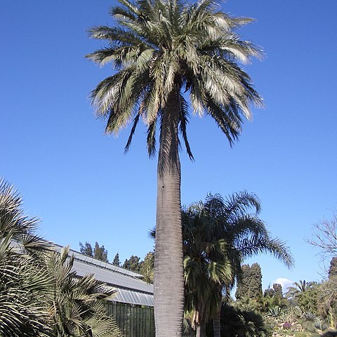 Jubaea chilensis unspecified picture