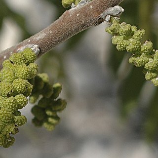 Juglans microcarpa unspecified picture