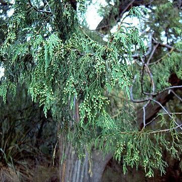 Juniperus flaccida unspecified picture