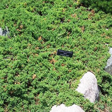 Juniperus procumbens unspecified picture