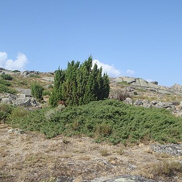 Juniperus communis var. hemisphaerica unspecified picture