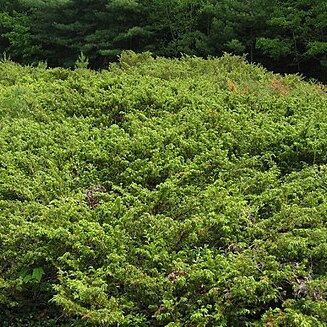 Juniperus communis var. depressa unspecified picture