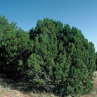 Juniperus monosperma unspecified picture