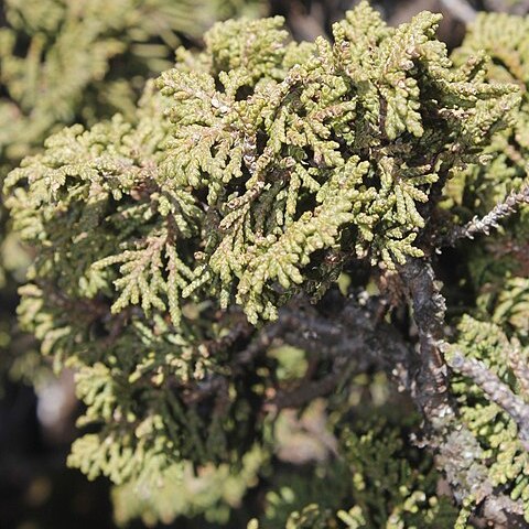 Juniperus zanonii unspecified picture