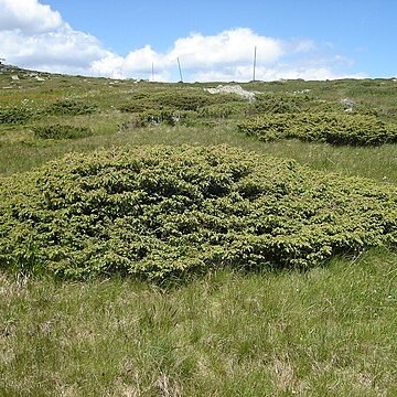 Juniperus communis var. saxatilis unspecified picture