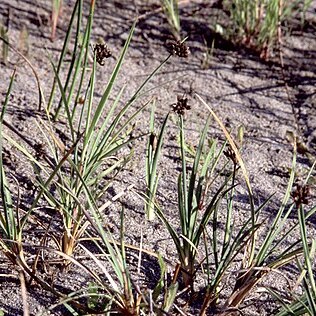 Juncus falcatus unspecified picture