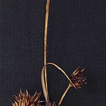 Juncus orthophyllus unspecified picture