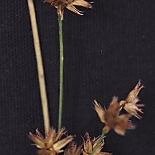 Juncus nodosus unspecified picture