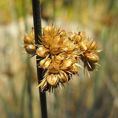 Juncus patens unspecified picture