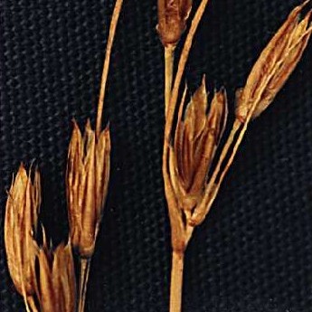 Juncus parryi unspecified picture