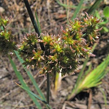 Juncus xiphioides unspecified picture