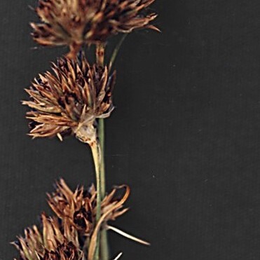 Juncus howellii unspecified picture