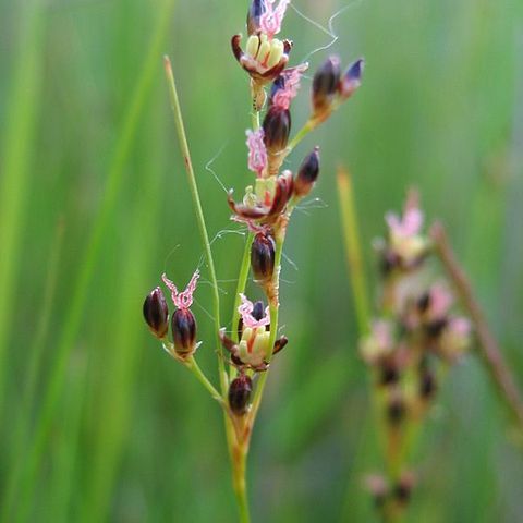 Juncus gerardii unspecified picture